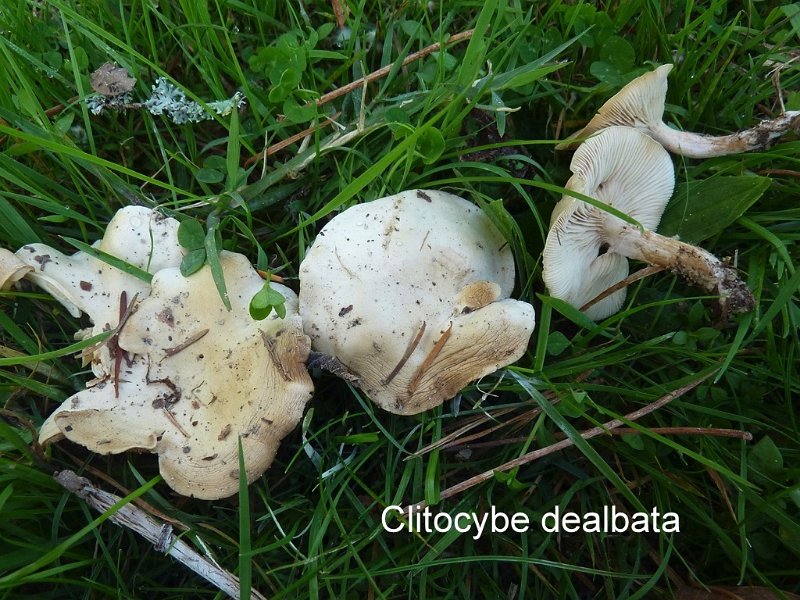 Clitocybe dealbata-amf434.jpg - Clitocybe dealbata ; Syn: Omphalia dealbata ; Nom français: Clitocybe blanchi